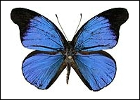 Epitola posthumus - Learn Butterflies
